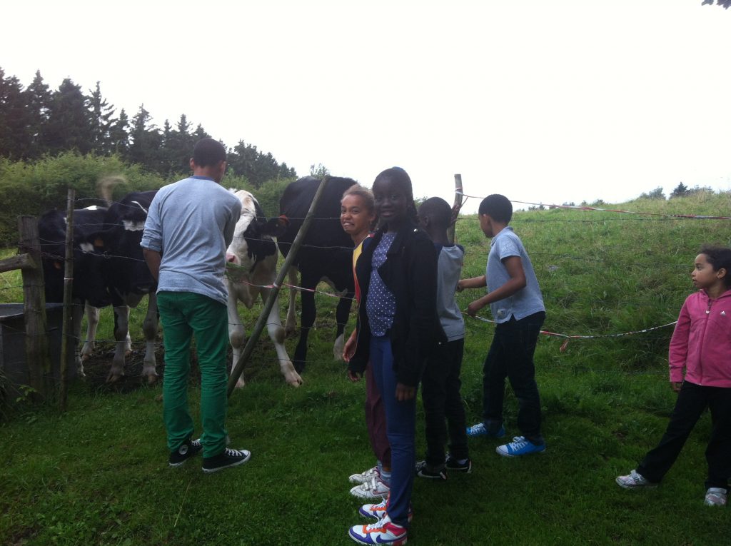 1er contact avec des vaches